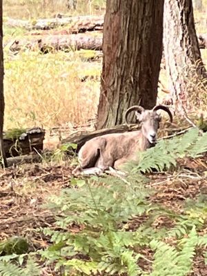 Northwest Trek Wildlife Park by null