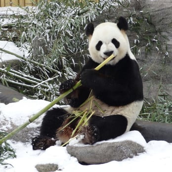 Toronto Zoo - Papa Panda - Zoos Near Me - Toronto, Ontario Toronto Zoo - Papa Panda - Zoos Near Me - Toronto, Ontario
