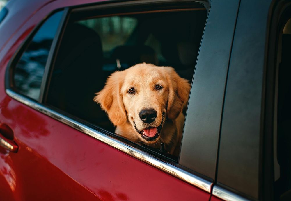 All American Pet Transport Image