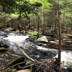 Cotton Hollow Preserve