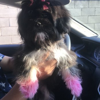 Wow Doggy Pet Salon - Pet Groomers Near Me - Gardena, California