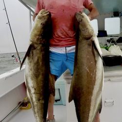 Salt Treated Sport Fishing - Cobia