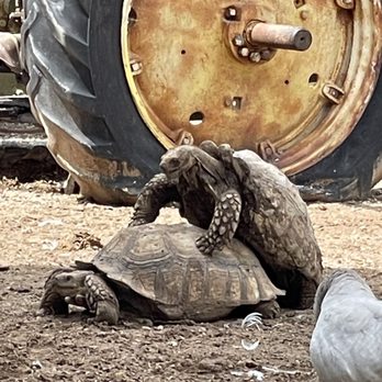 Robert Is Here - Turtle giving a "back massage" to her turtle friend - Fruits & Veggies Near Me - Homestead, Florida Robert Is Here - Turtle giving a "back massage" to her turtle friend - Fruits & Veggies Near Me - Homestead, Florida