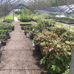 Brown Hill Nursery