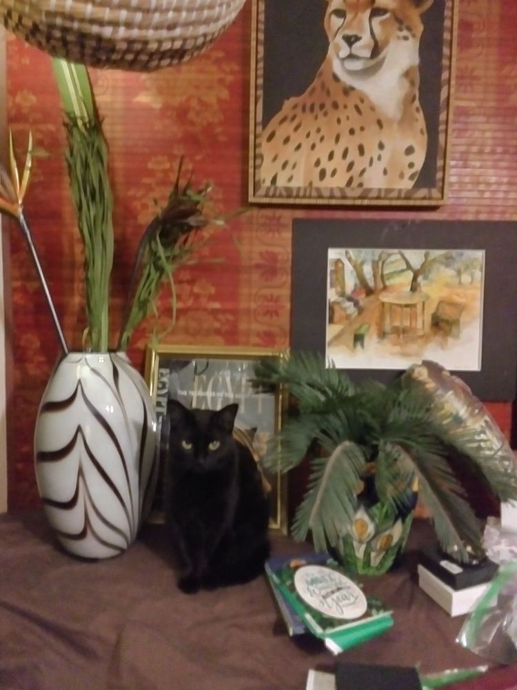 Delaware County Humane Society - social services organization in Darby, PA