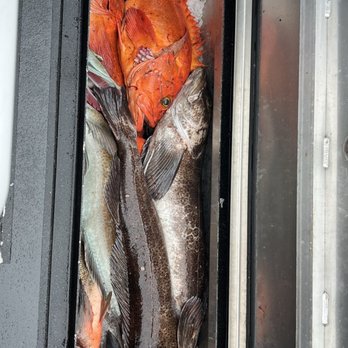 Kingfisher Charters & Lodge - A good start - Fishing Near Me - Sitka, Alaska Kingfisher Charters & Lodge - A good start - Fishing Near Me - Sitka, Alaska