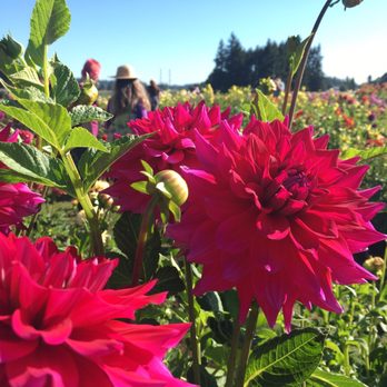 Swan Island Dahlias - Nurseries & Gardening Near Me - Canby, Oregon