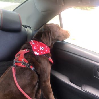 Pups in Tubs - Pet Groomers Near Me - Los Angeles, California