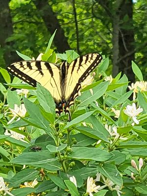Adirondack Experience, The Museum on Blue Mountain Lake by null