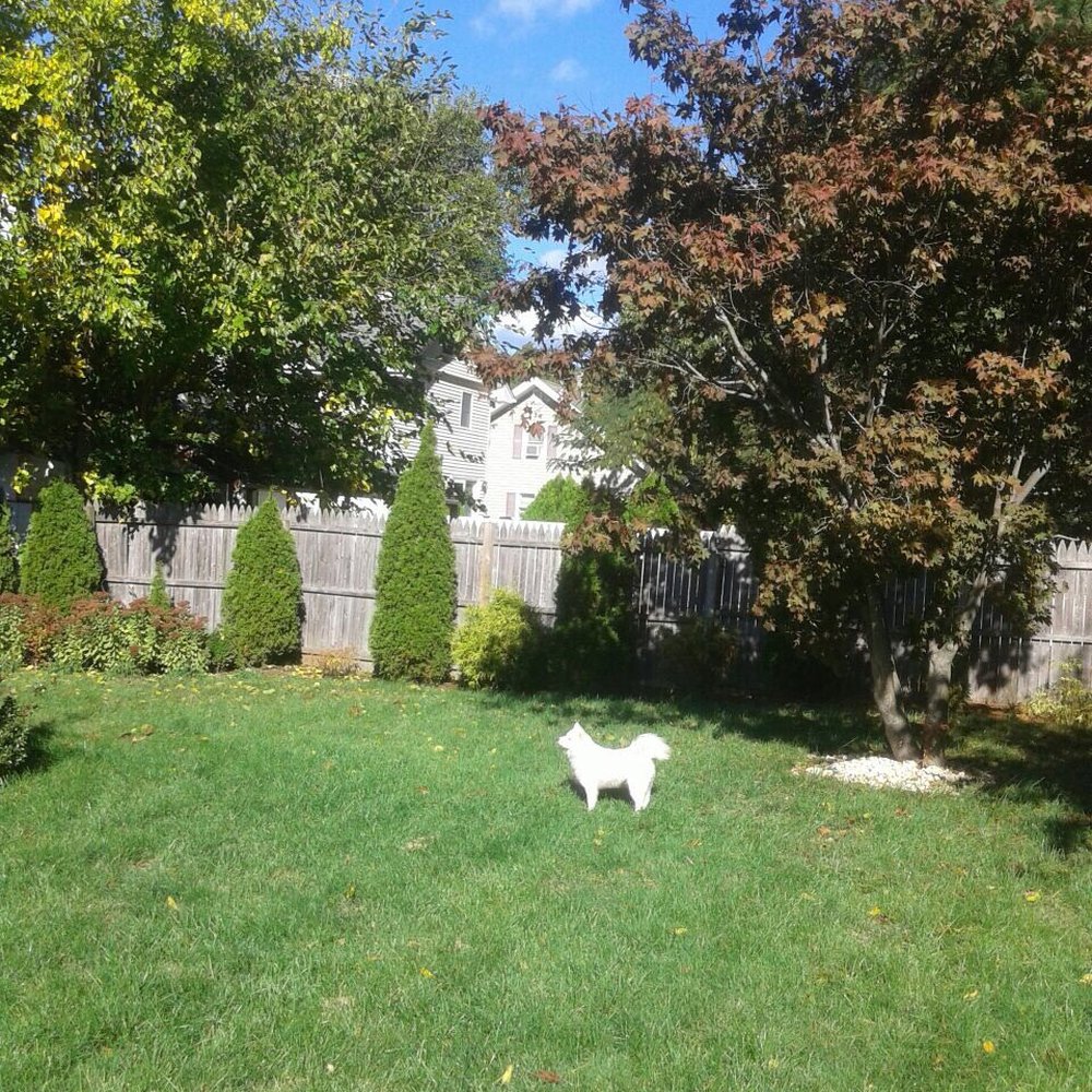 Paramus Puppy Spa - Browsing for rabbits. - Pet Groomers Near Me - Paramus, New Jersey Paramus Puppy Spa - Browsing for rabbits. - Pet Groomers Near Me - Paramus, New Jersey