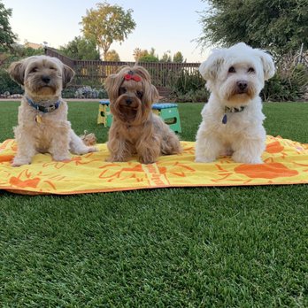 US Turf - The kids left to right Teddy, Phoebe and Kirby - Artificial Turf Near Me - San Diego, California US Turf - The kids left to right Teddy, Phoebe and Kirby - Artificial Turf Near Me - San Diego, California