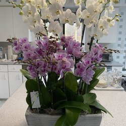 Mayfield Floral