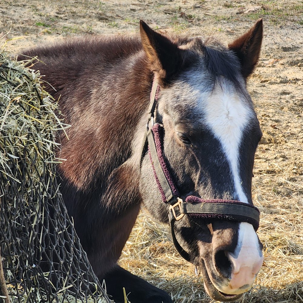 RiverView Farm - Horse Boarding Near Me - Lisbon, Maine