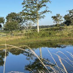 Grand Bay Community Park - Pond