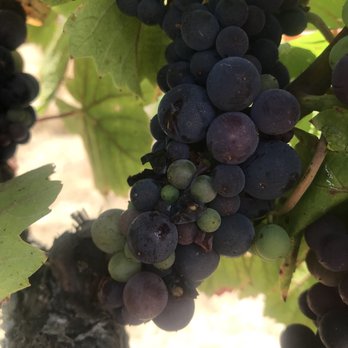 Cornerstone Sonoma - Pinot Noir Grapes - Venues & Event Spaces Near Me - Sonoma, California Cornerstone Sonoma - Pinot Noir Grapes - Venues & Event Spaces Near Me - Sonoma, California