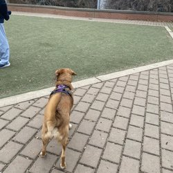 Schuylkill River Dog Run
