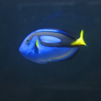Seattle Aquarium - Aquariums Near Me - Seattle, Washington Seattle Aquarium - Aquariums Near Me - Seattle, Washington