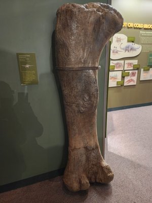 Sam Noble Oklahoma Museum of Natural History by null