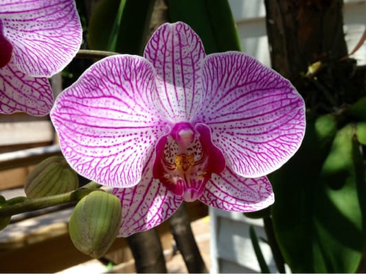 Audubon House & Tropical Gardens by null