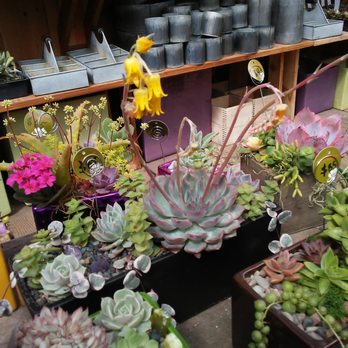 Succulence - Team Building Activities Near Me