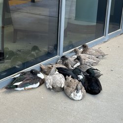 Ascension St. John Broken Arrow - This hospital is popular with ducks
