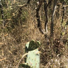 Cactus on the trail