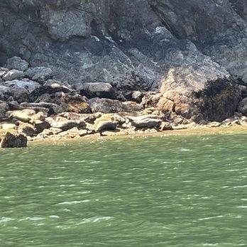 Vancouver Water Adventures - Seals - Rafting/Kayaking Near Me - Vancouver, British Columbia Vancouver Water Adventures - Seals - Rafting/Kayaking Near Me - Vancouver, British Columbia