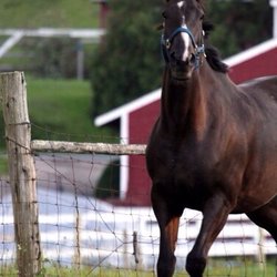 Shallow Brook Farm