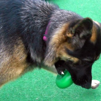 Central Bark Doggy Day Care - Pet Sitting Near Me - Sheboygan, Wisconsin Central Bark Doggy Day Care - Pet Sitting Near Me - Sheboygan, Wisconsin
