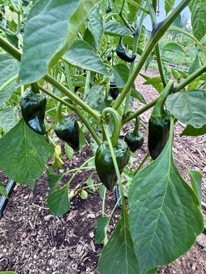 Olivewood Gardens and Learning Center by null