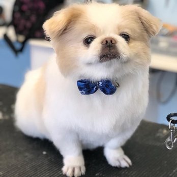 Jessica's Doggie Spa - Pet Groomers Near Me Jessica's Doggie Spa - Pet Groomers Near Me