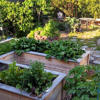Home Grown Gardens - The start of the edible yard. - Gardeners Near Me - Berkeley, California