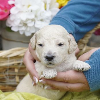 ColioCo Doodles - Pet Breeders Near Me ColioCo Doodles - Pet Breeders Near Me