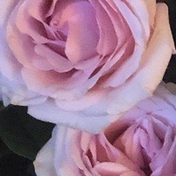 Seaside Flowers - Florists Near Me - Oceanside, California Seaside Flowers - Florists Near Me - Oceanside, California