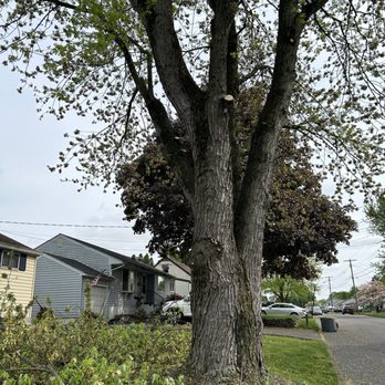 Kirkwood Tree Experts - Silver maple finished product - Tree Services Near Me Kirkwood Tree Experts - Silver maple finished product - Tree Services Near Me