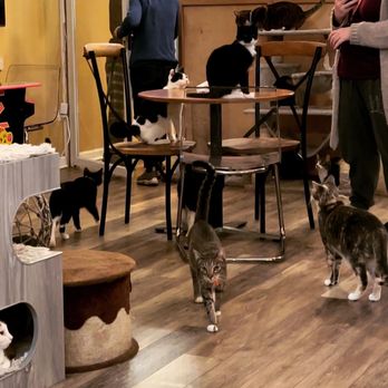 Catpurrccinos - a group of cats in a cat cafe - Themed Cafes Near Me - Huntington, New York Catpurrccinos - a group of cats in a cat cafe - Themed Cafes Near Me - Huntington, New York