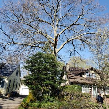 American Eagle Tree Service - Tree Services Near Me - Amityville, New York American Eagle Tree Service - Tree Services Near Me - Amityville, New York