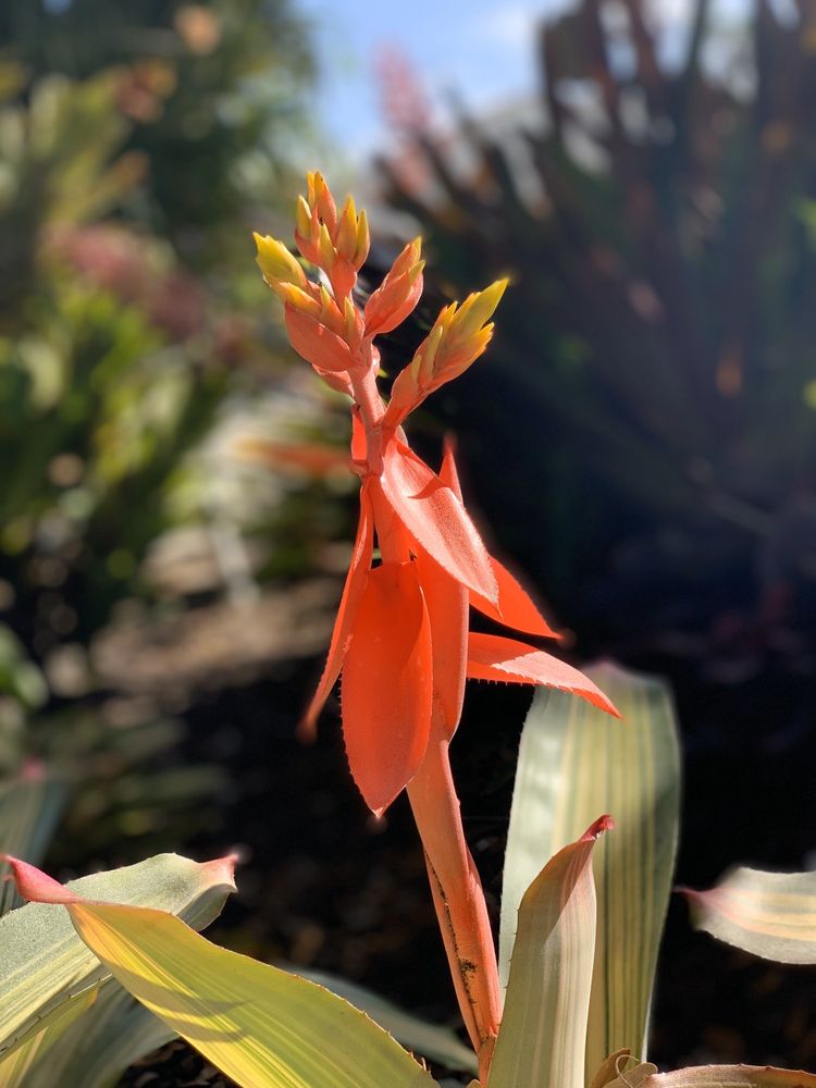 SUNDANCE ORCHIDS & BROMELIADS Updated September 2024 67 Photos & 17