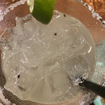 Serranos - Gnats in my margarita - Tex-Mex Near Me - Cedar Park, Texas