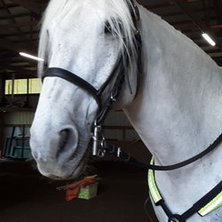 Mounted Unit - Officer Aidan