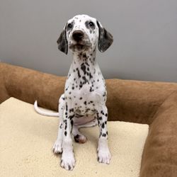 Petland Pensacola - Dalmation puppy