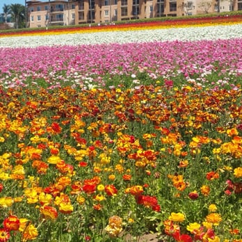 The Flower Fields - Venues & Event Spaces Near Me - Carlsbad, California