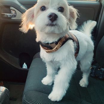 Paw Grooming - Pet Groomers Near Me - Las Vegas, Nevada Paw Grooming - Pet Groomers Near Me - Las Vegas, Nevada