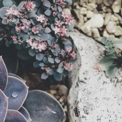Amara Sophia Munoz - Wolf and Raven Inner Wellness - New beginnings at Wolf + Raven Inner Wellness