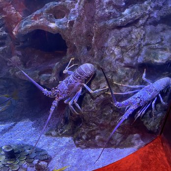 Adventure Aquarium - Aquariums Near Me - Camden, New Jersey Adventure Aquarium - Aquariums Near Me - Camden, New Jersey