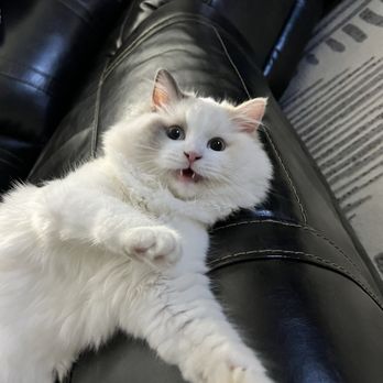 Rhetorical Ragdolls - Pet Breeders Near Me Rhetorical Ragdolls - Pet Breeders Near Me