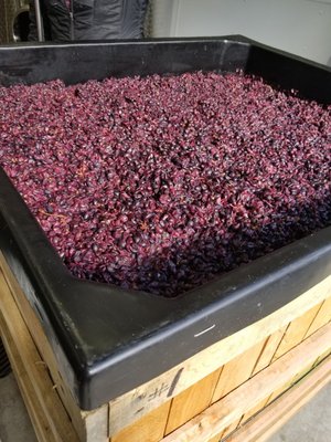 Keuka Lake Vineyards by null