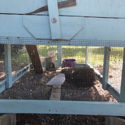 Sal's Ol' Timey Feed & Seed - Pigeon coop