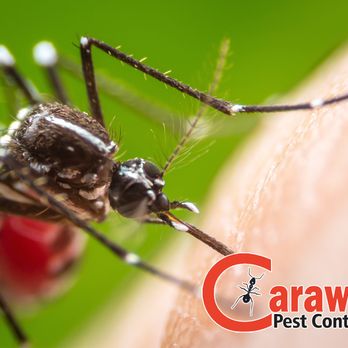 Troy Caraway - Pest Control Near Me - Cypress, Texas Troy Caraway - Pest Control Near Me - Cypress, Texas