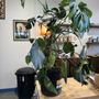 Photo of Nodest Home Plants
